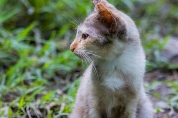 The skinny Thai cat on green field