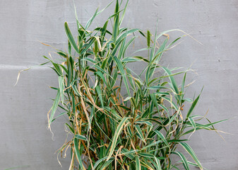 A plant with brown leaves and green stems