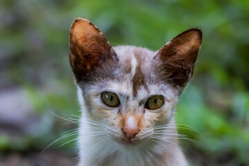 The skinny Thai cat on green field