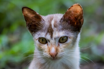 The skinny Thai cat on green field