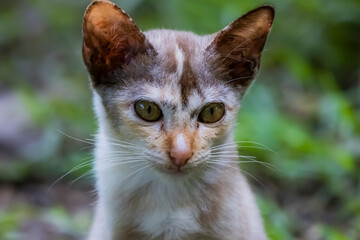 The skinny Thai cat on green field