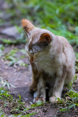 The skinny Thai cat on green field