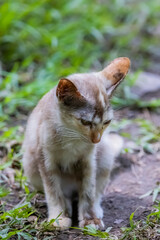 The skinny Thai cat on green field