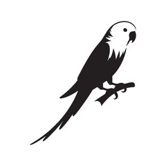 Smooth Parakeet Silhouette – Parakeet Vector Graphic with Clean Feather Contours – Bird Silhouette – Black Vector of Parakeet

