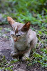 The skinny Thai cat on green field