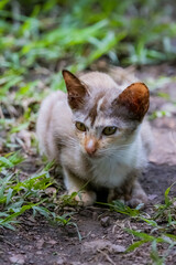 The skinny Thai cat on green field