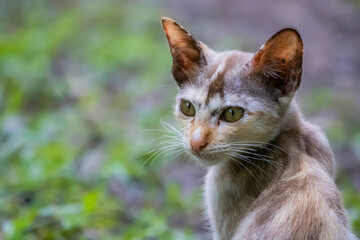The skinny Thai cat on green field