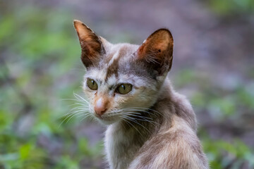 The skinny Thai cat on green field