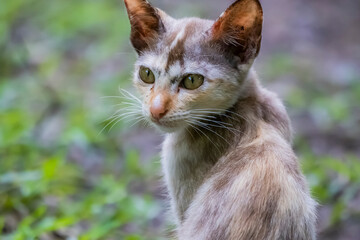 The skinny Thai cat on green field