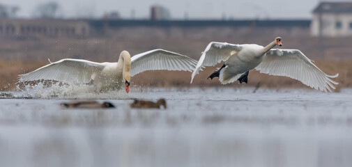 Pair of adult males Mute swans (cygnus olor) in fight over breeding territory in spring season