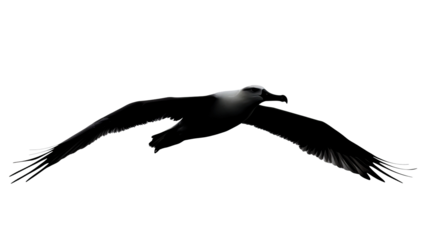 Albatross flying with wings fully spread isolated on transparent background. PNG