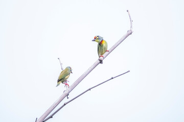 The coppersmith barbet on a bamboo branch