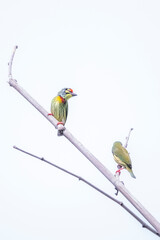 The coppersmith barbet on a bamboo branch