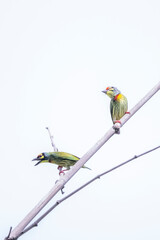 The coppersmith barbet on a bamboo branch