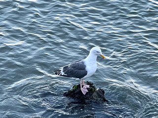 A seagull is standing on a rock in the water