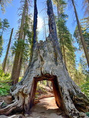 Iconic Giant Sequoia Tunnel Tree in a National Park