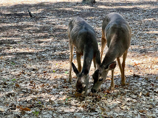 Mother Doe and Fawn Foraging for Food in Dry Leaves.