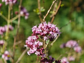 flower, nature, pink, purple, spring, plant, garden, summer