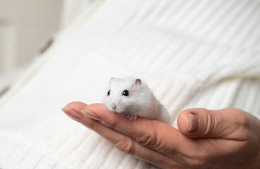 Dzungarian hamsters on hands pet care