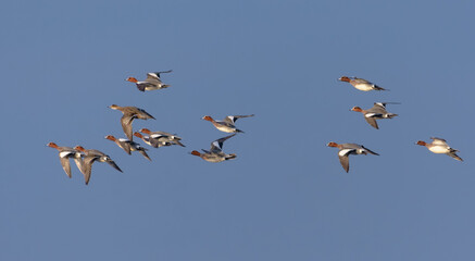 Mixed flock of males and females of Eurasian wigeons (Mareca penelope) in fast flight over blue sky