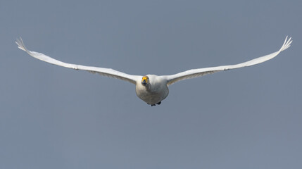 Incoming flight of Whooper swan (Cygnus cygnus) over light blue sky with spreaded wings
