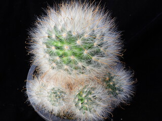 Mammillaria bocasana var roseiflora Yeogwangjeon, Korean cactus with soft white spines