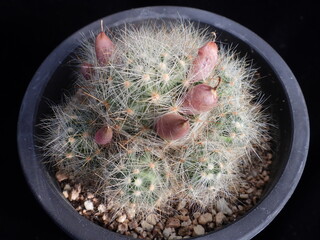 Mammillaria bocasana var roseiflora Yeogwangjeon, Korean cactus with soft white spines