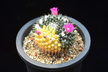 Mammillaria bocasana f. cristata Ongokgeum (Korean name: Ongokgeum) flowering cactus in Korea