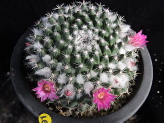 Mammillaria bocasana Ongok (Korean name: Ongok) cactus with pink flowers and wooly spines in Korea