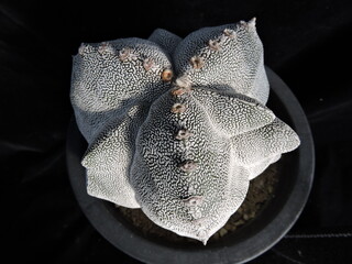 Astrophytum myriostigma cv. Onjuka (Korean name: Onjuka) cactus with speckled skin in Korea