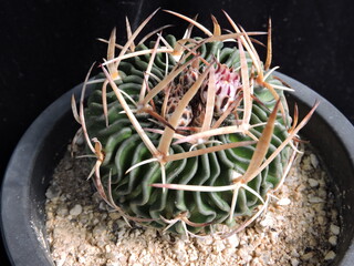 Gymnocalycium mihanovichii var friedrichii (Korean name: Ojajok), rare cactus with spiral ribs and flower bud in Korea