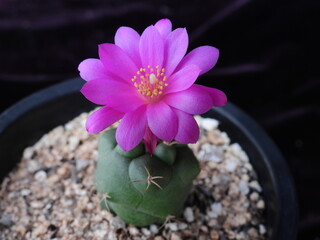 Rebutia muscula var Oreo Doksa (Korean name: Oreo Doksa), a Korean cactus with compact growth and vivid pink flowers