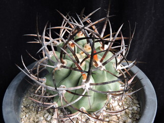 Ferocactus latispinus (Korean name: Obaekjinok), green cactus with strong black spines in Korea
