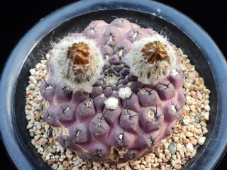 Gymnocalycium oenanthemum Odyeri (Korean name: Odyeri), Korea cactus with wrinkled purple body and dried buds