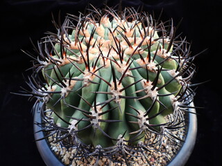 Ferocactus latispinus (Korean name: Obaekjinok), green cactus with strong black spines in Korea