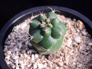 Gymnocalycium mihanovichii var friedrichii Oreonoksa (Korean name: Oreonoksa), Korea cactus with ribbed body and spines