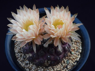 Gymnocalycium ochoterenae, known as Odiere in Korea, blooming with pale peach flowers. Photographed in Korea.