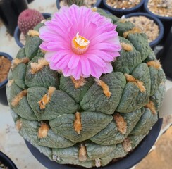 Ariocarpus fissuratus var lloydii (Korean name: Yeonsanmokdan) flowering cactus with pink bloom, photographed in Korea