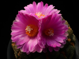 Ariocarpus fissuratus var hintonii Cheonsan, Korean cactus in bloom with vivid pink flowers