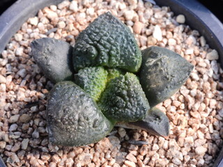 Ariocarpus fissuratus var hintonii Cheonsan, Korean cactus with textured green tubercles