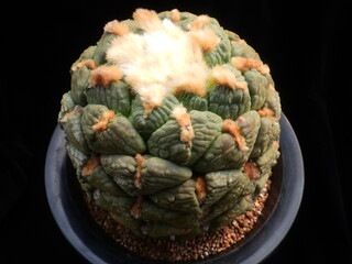 Ariocarpus fissuratus var hintonii Cheonsan, Korean cactus with fuzzy crown buds