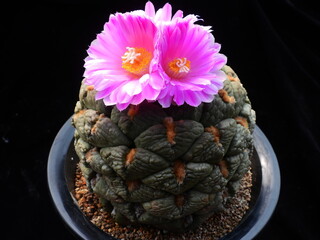 Ariocarpus fissuratus var hintonii Cheonsan, Korean cactus in bloom with vivid pink flowers