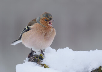 Common chaffinch (Fringilla coelebs) loud calling with open beak through harsh winter cold 