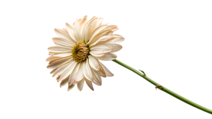 poignant flower withered dead melancholic plant isolated dry fading dying old faded nostalgia wilted romantic ethereal delicate symbolic ephemeral