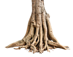 Tree Roots Isolated on White Background