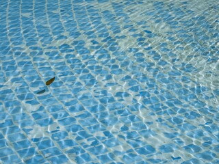 夏の青いタイルが敷き詰められた池に浮かぶ涼し気な木の葉と波紋