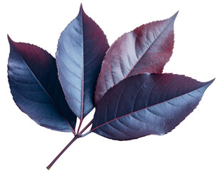 Sunlit red leaves glow vividly, isolated against a clean white background, capturing nature’s vibrant autumn beauty. Their rich hues and delicate veins highlight seasonal change, evoking warmth, tranq