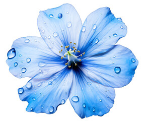 Captivating close-up of a light blue flower with water droplets glistening on its petals on transparent background