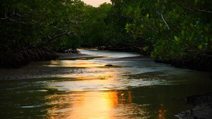 Twilight Currents Through the Mangrove Maze