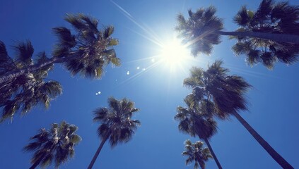 Palm trees reaching for a bright blue sky
